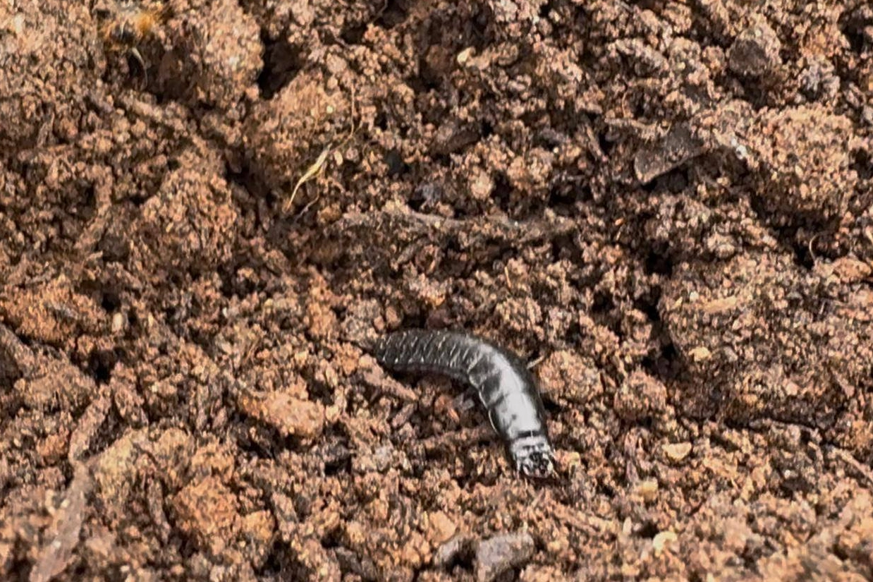 Bursa’da çamkese böceğine karşı biyolojik mücadele