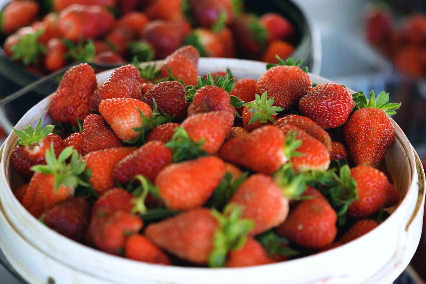 Kocaeli'de çilekte kaliteli hasat Akçat'ta başladı... Verimli ilk hasat başladı