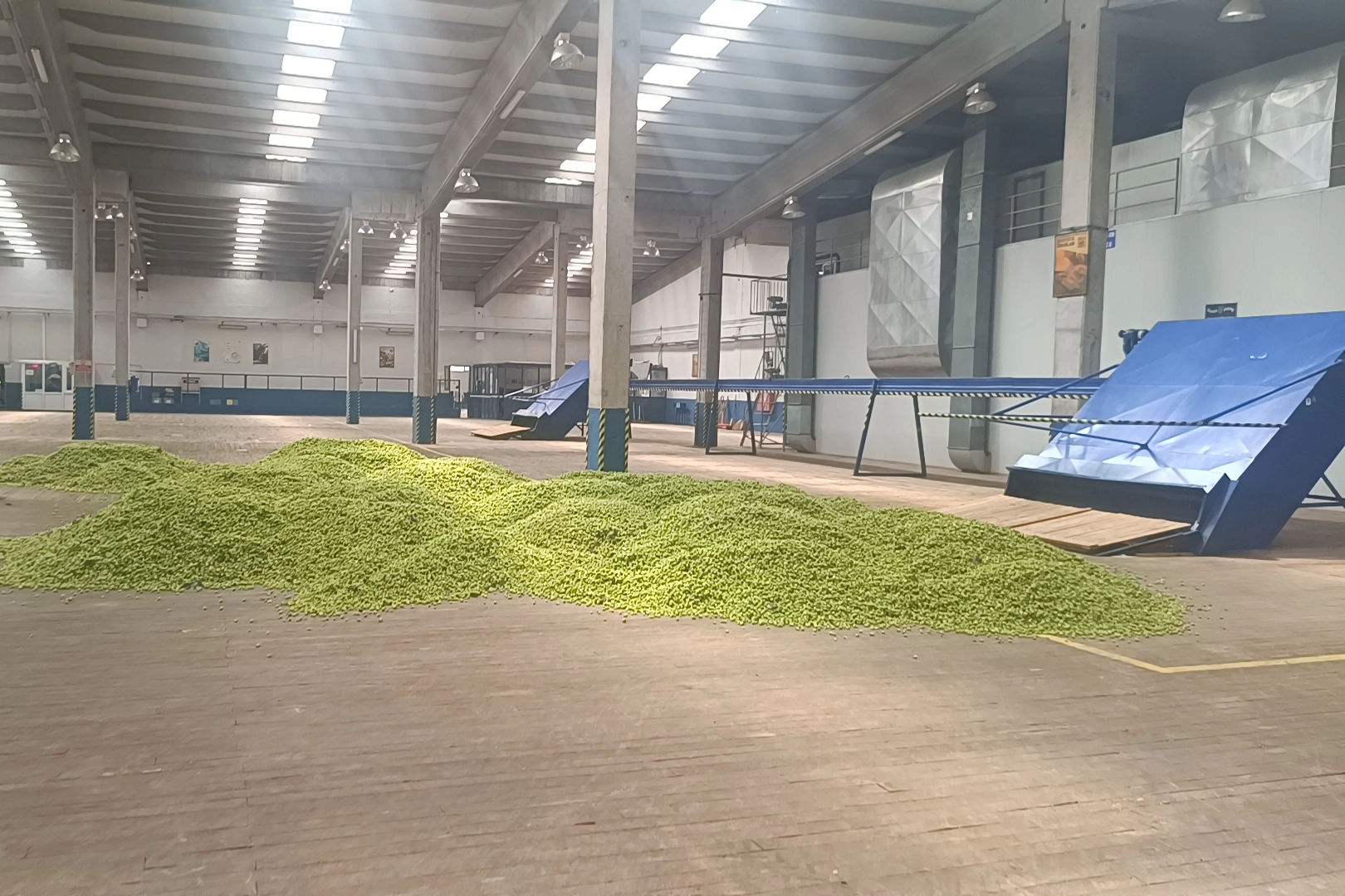 Bilecik’te şerbetçiotu hasadı ülke ekonomisine can katacak