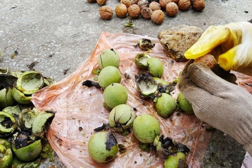 Karacabey TİGEM’den 400 bin kg ceviz hasadı ihalesi