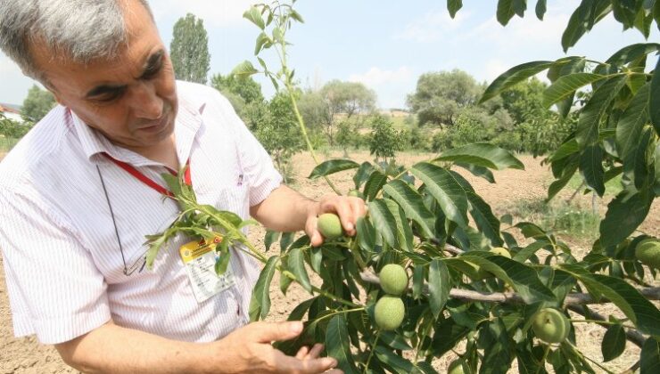 Bursa Yenişehirli meyve yetiştiricisine bilinçli budama çağrısı