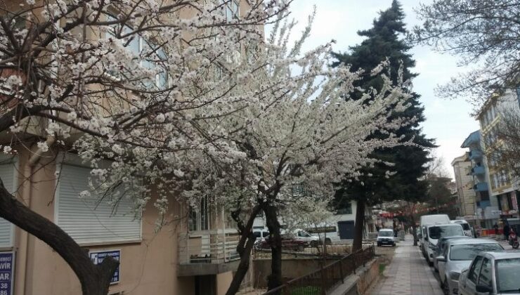 Doğa ana uyandı… Afyon’a bahar geldi