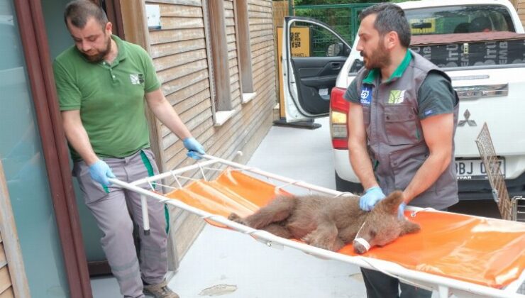 Yaralı boz ayı Ormanya’da yaşama tutundu