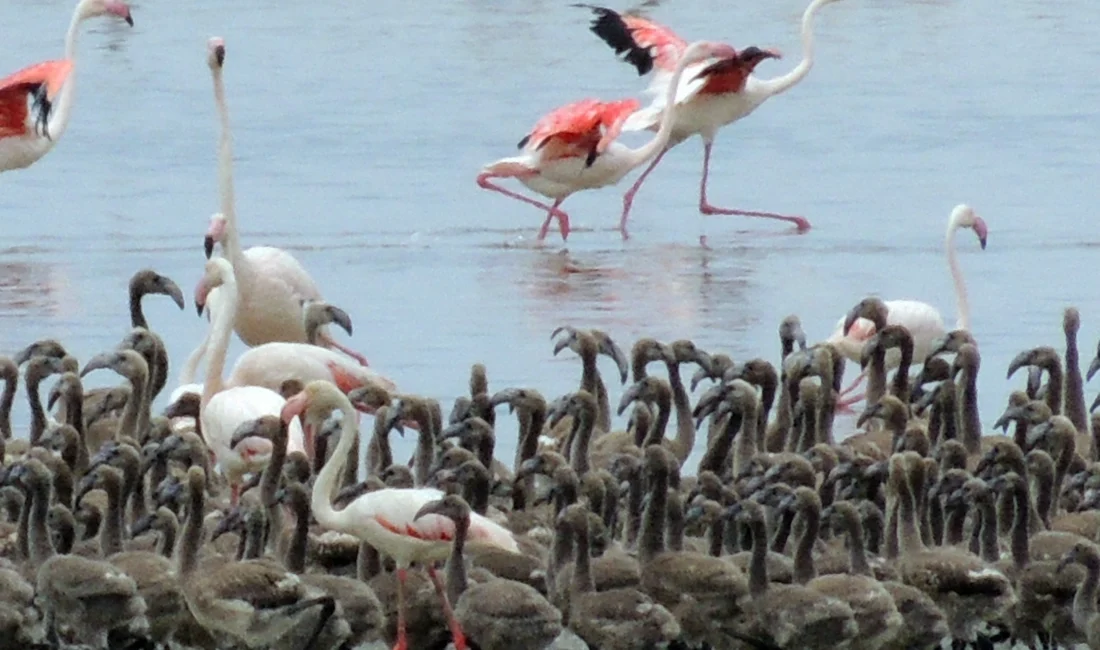 Gazeteci ve fotoğraf sanatçısı Esat Erçetingöz’ün “Flamingo Adası” isimli fotoğraf