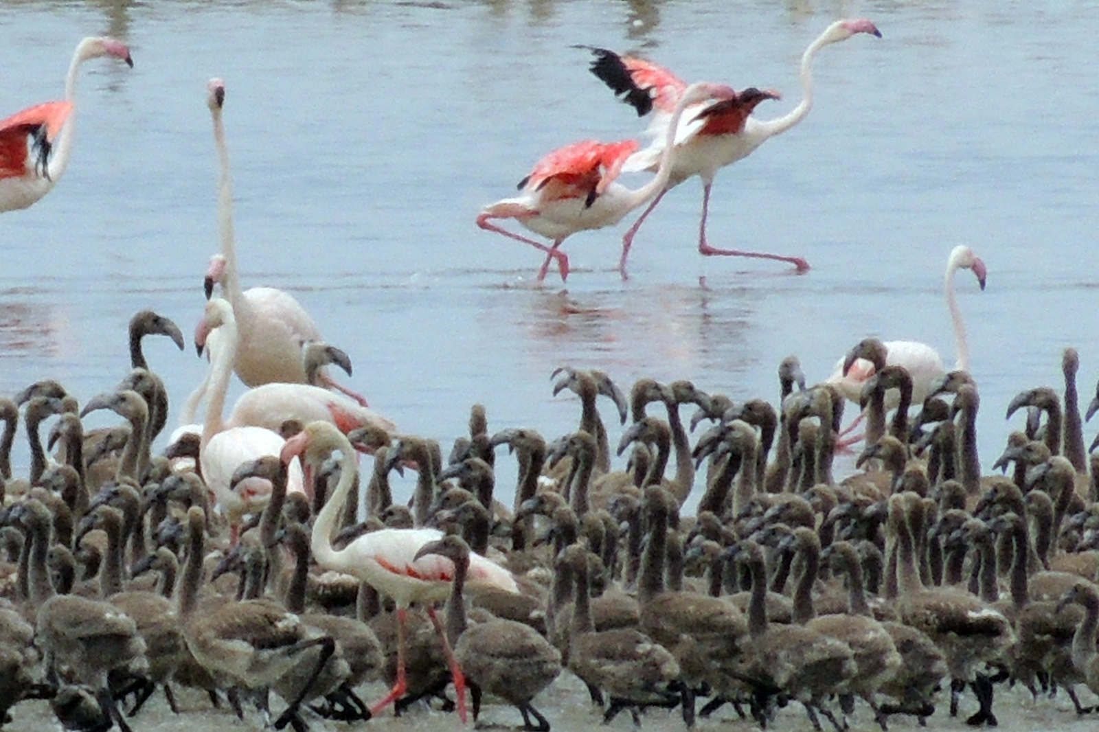 Gazeteci ve fotoğraf sanatçısı Esat Erçetingöz’ün “Flamingo Adası” isimli fotoğraf