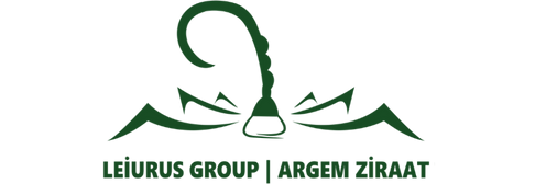 Peyzaj Mimarlığı, açık alanları yalnızca düzenlemekle kalmaz, onları yaşayan mekânlara