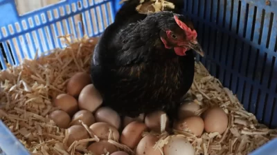 Kocaeli Büyükşehir Belediyesi’nin yüzde 50 hibeli “Doğal Salma Yumurta Tavukçuluğu