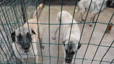 Sivas Belediyesi tarafından sahipsiz sokak hayvanlarının korunması, bakımlarının iyileştirilmesi ve