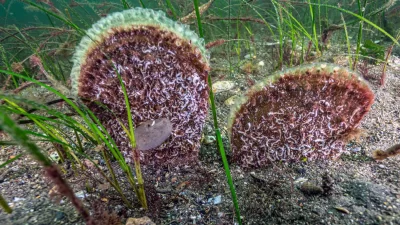 Çevre bilimci Prof. Dr. Mustafa Sarı, İzmit Körfezi girişinde Eskihisar