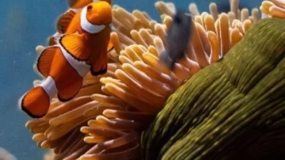 İzmir Büyükşehir Belediyesi, İzmir Akdeniz Akademisi ve Akdeniz Koruma Derneği