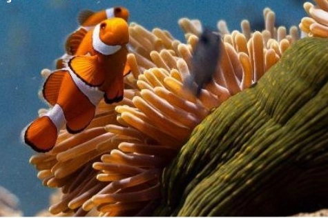 İzmir Büyükşehir Belediyesi, İzmir Akdeniz Akademisi ve Akdeniz Koruma Derneği